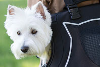 Out and about Pet Carriers